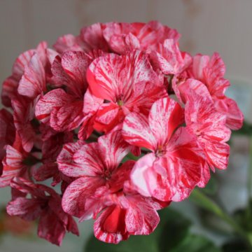 Пеларгония Peppermint Twist Фото