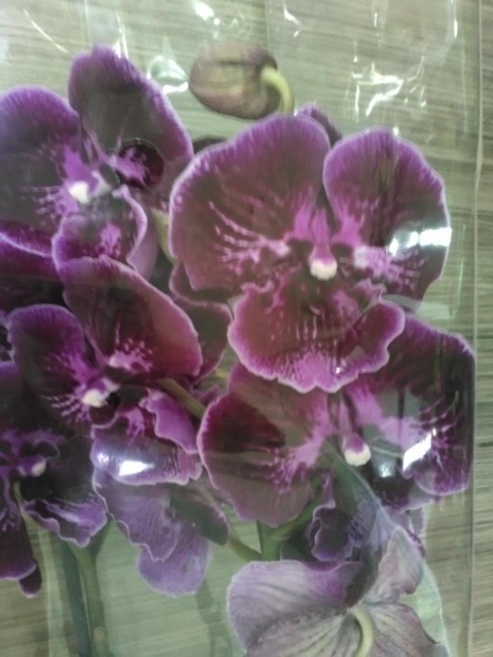 Где В Волгограде Можно Купить Орхидею Абба