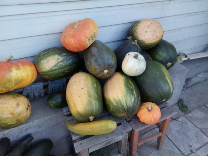 Тыква Кабачок Гибрид Фото – Telegraph
