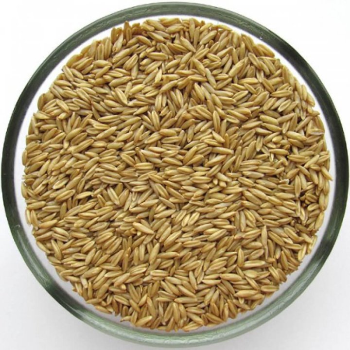 Семена Овса Фото — Фото Картинки