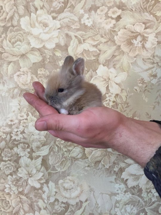 Где Купить Кролика В Новосибирске