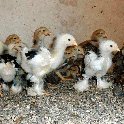Где Купить Цыплят Брама В Усольском Районе