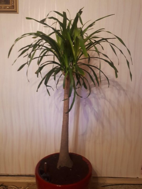 Цветы Похожие На Пальму Фото И Названия — Фото Картинки