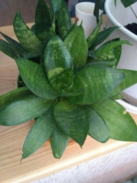 Цветок Тещин Язык Фото Приметы – Telegraph