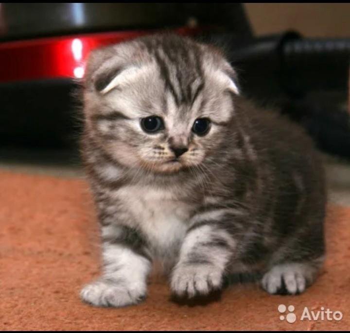 Маленькие Шотландские Котята Фото
