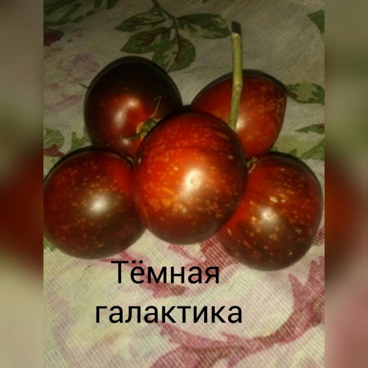 Томат Темная Галактика Фото – Telegraph