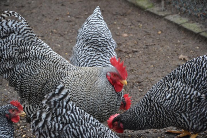 Амрокс Порода Кур Описание Фото Отзывы – Telegraph