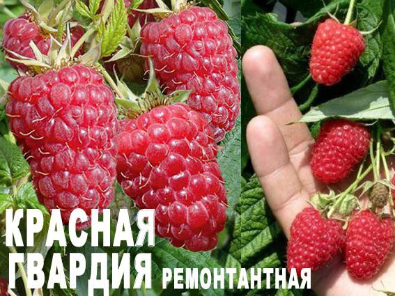 Малина Красная Гвардия Описание Сорта Фото Отзывы – Telegraph
