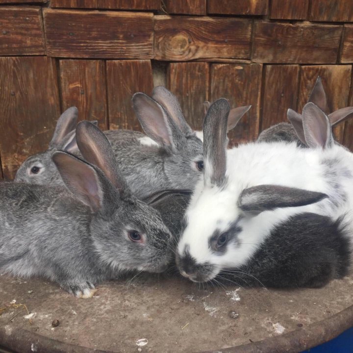 Авито Где Купить Кроликов В Новосибирске Карасуке