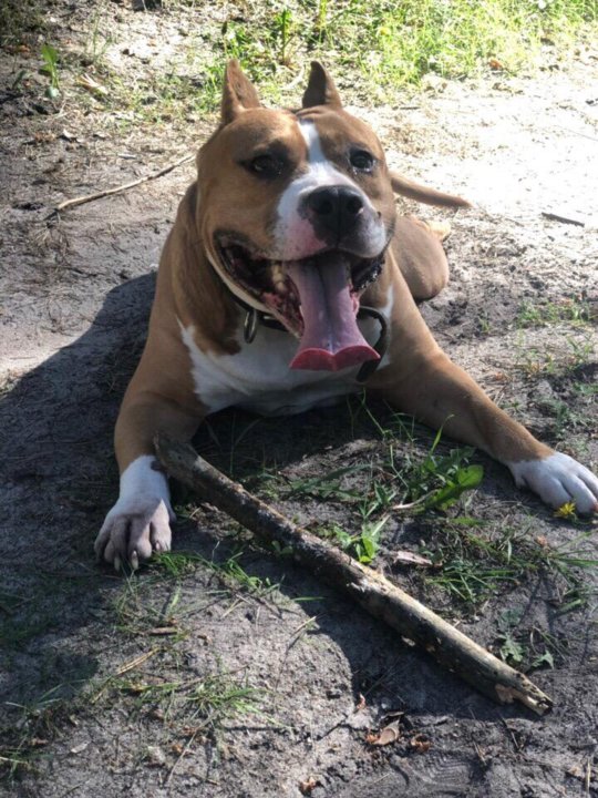 Стаффорд 2 Фаллоимитатор