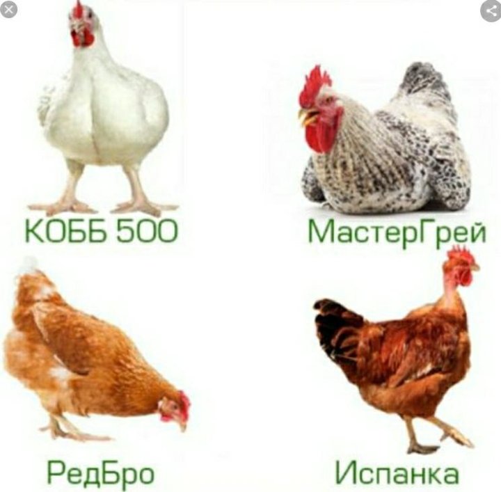 Цветные Бройлеры Описание С Фото Отзывы