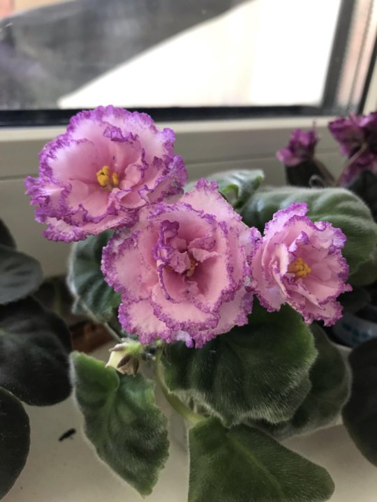 Фиалка Снежные Карпаты Фото – Telegraph