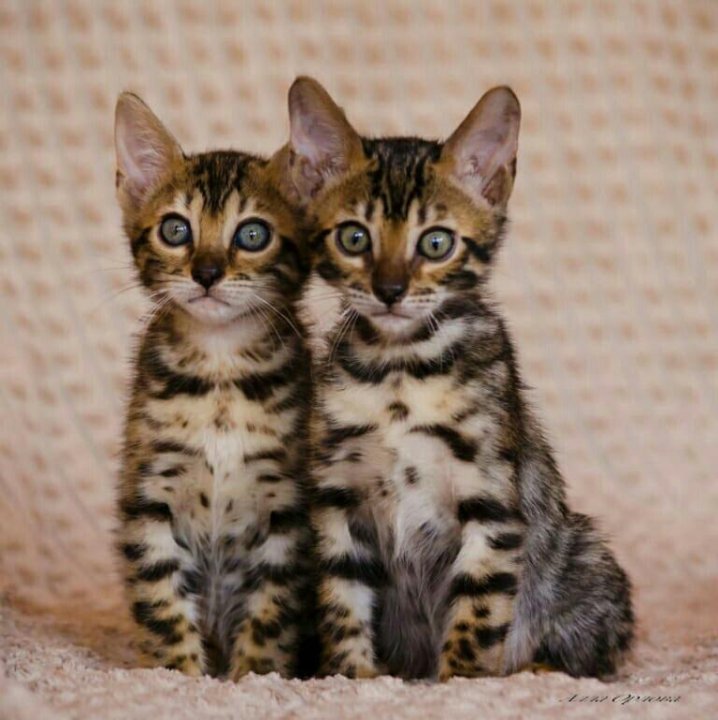 Порода Кошек Серенгети Фото – Telegraph