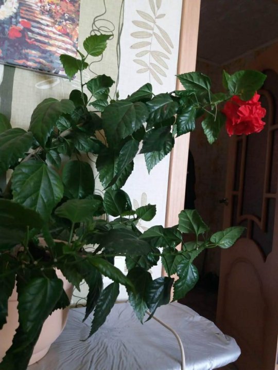 Где Купить В Новосибирске Китайскую Розу