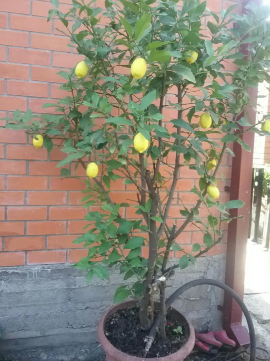 Севастополь Где Можно Купить Дерево Лимона В