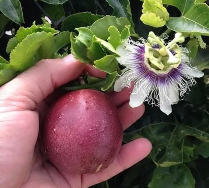 Плод Маракуйя Фото — Mixyfotos.ru