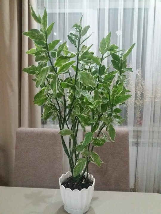 Педилантус Комнатный Фото – Telegraph