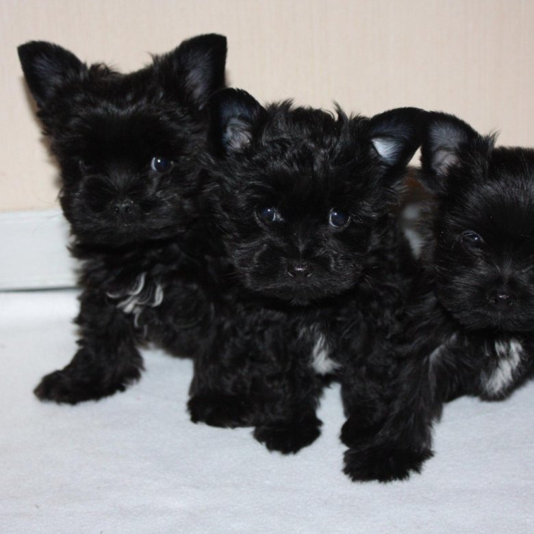 Черный Йорк Фото Черный Йорк Фото