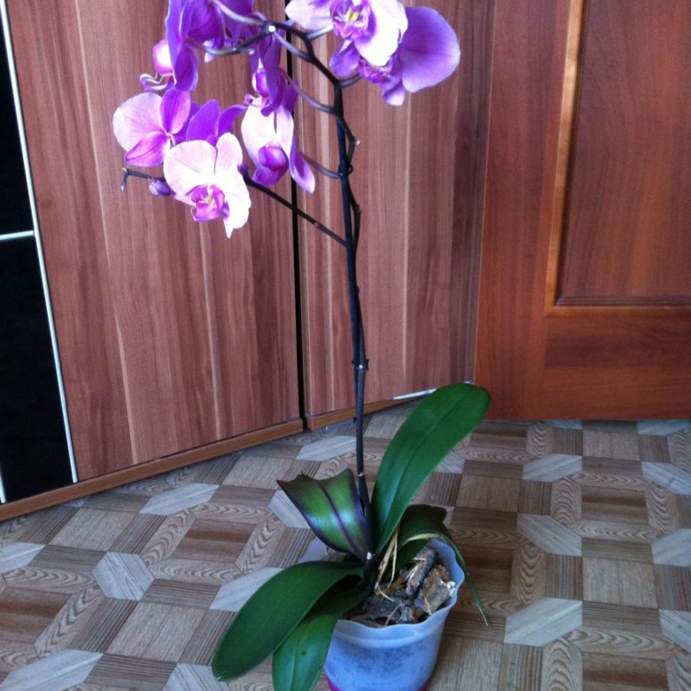 Где Купить Орхидеи Дешево Екатеринбург