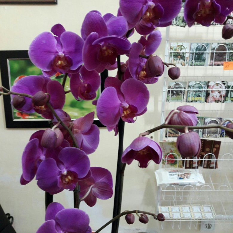 Где Купить Дешево Орхидеи В Пензе Недорого
