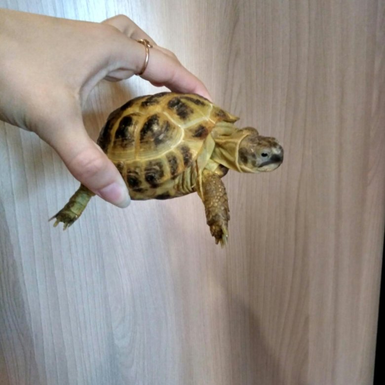 Где Купить Черепаху Сухопутную В Омске