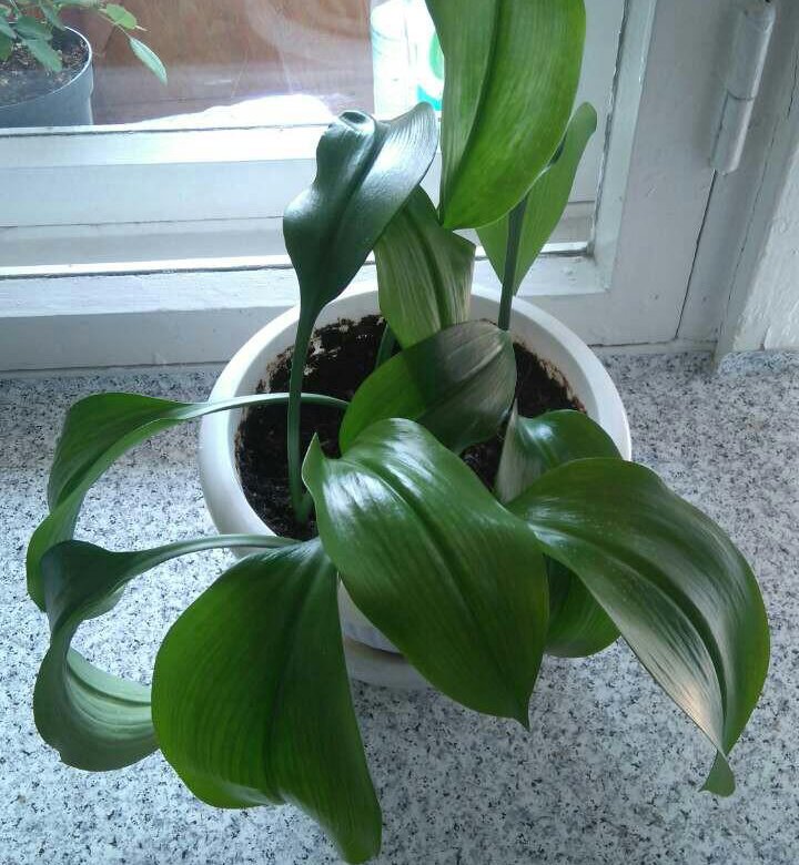У эухариса есть семена У эухариса есть семена