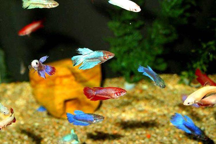 Самочки Петушков Рыбки Фото