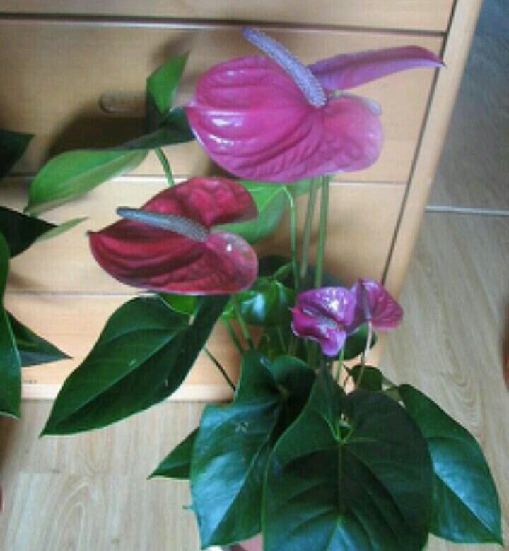 Антуриум Виолет Харт Фото И Описание Сорта