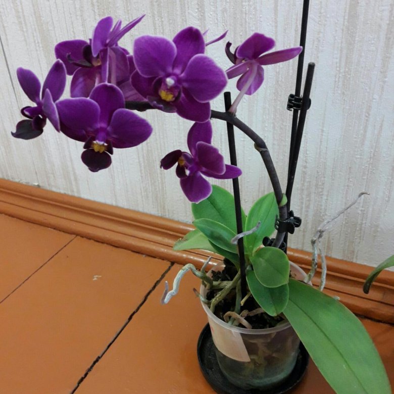 Где Можно Купить Орхидеи По Почте Недорого