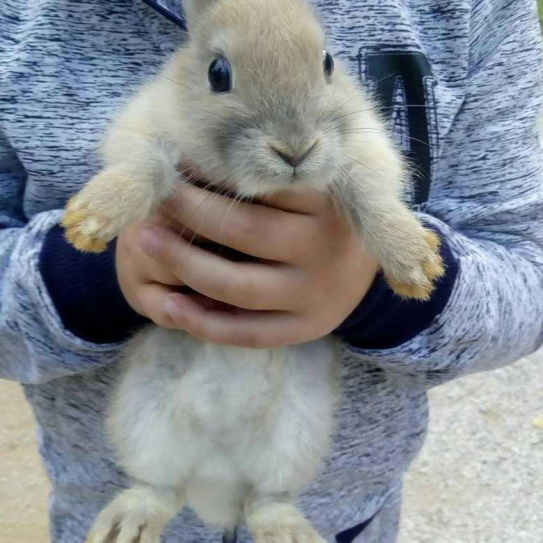 Где Купить Кролика В Красноярске