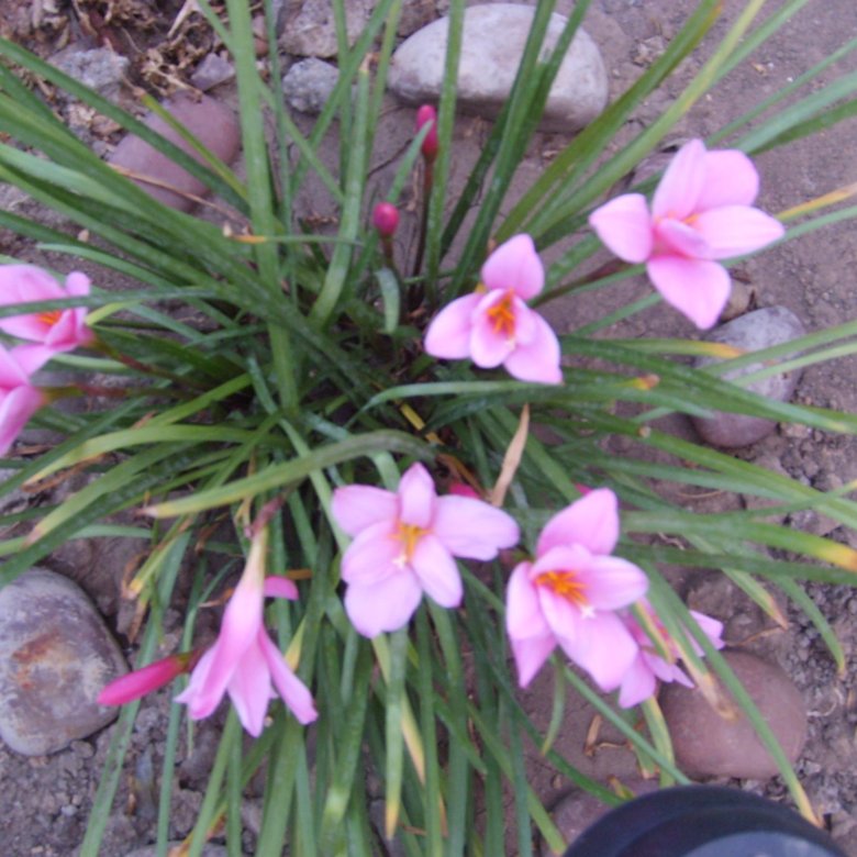 Гриб Выскочка Фото И Описание – Telegraph