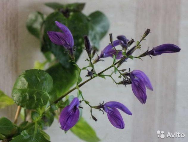 Бриллантазия цветок фото Бриллантазия цветок фото