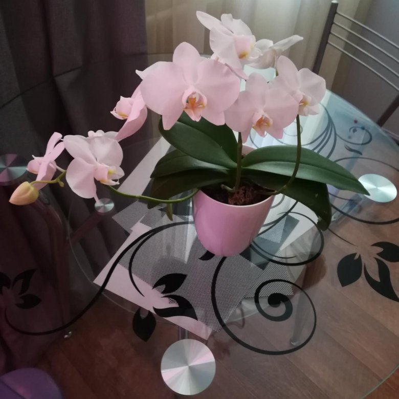 Где Купить Орхидею В Омске