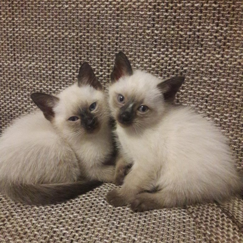 Тайские Котята Цена Фото
