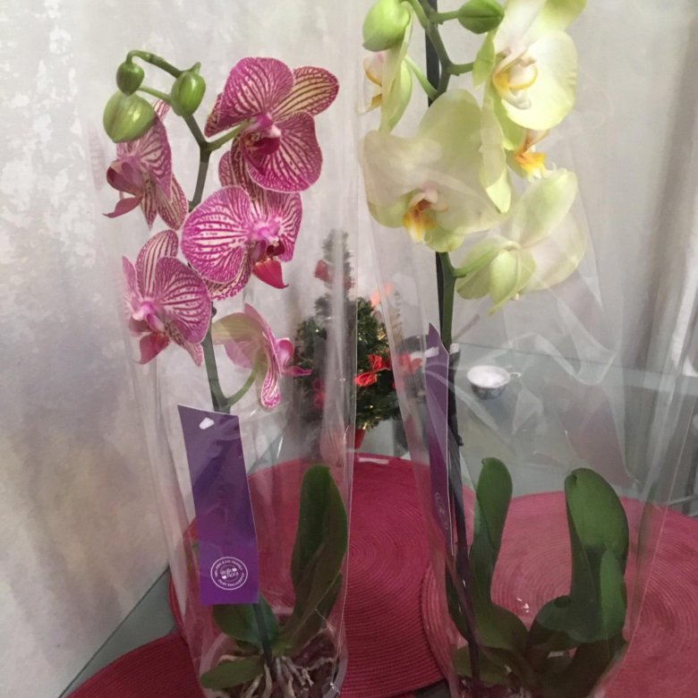 Где Купить Орхидею В Нижнем Новгороде