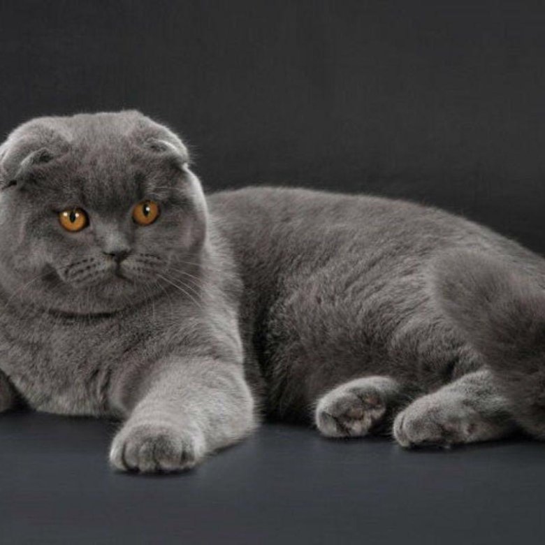 Шотландская Кошка Фолд Фото