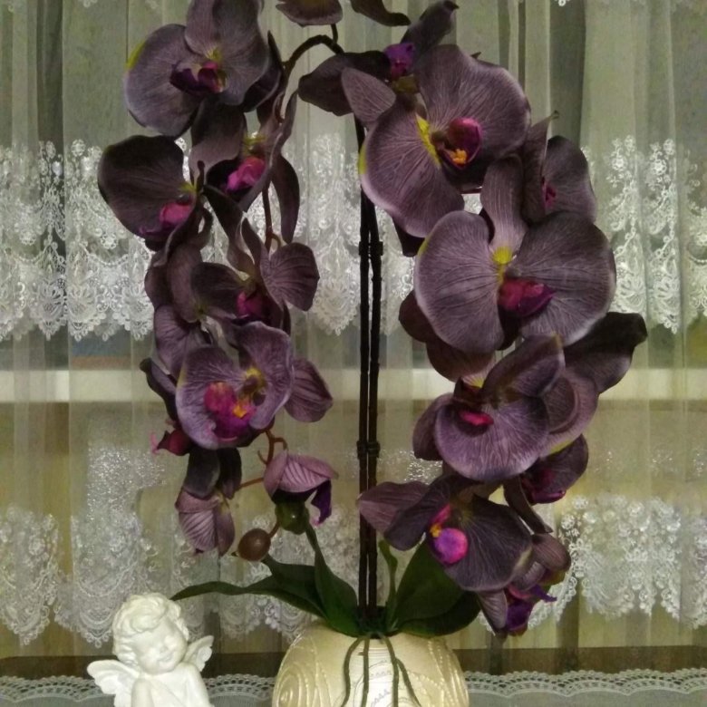 Где Купить Орхидеи В Екатеринбурге Недорого