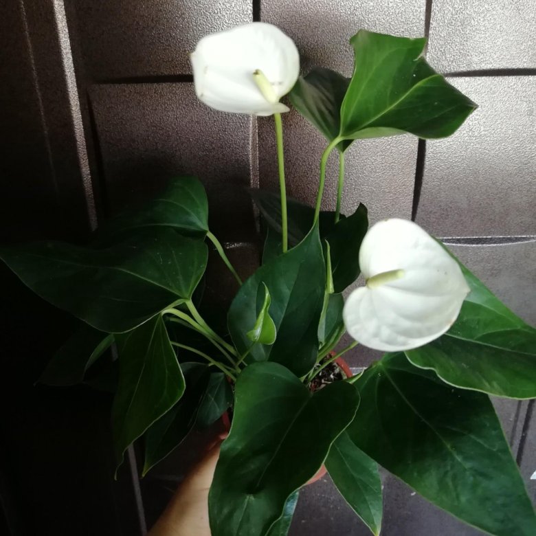 Белый Комнатное Растение Фото