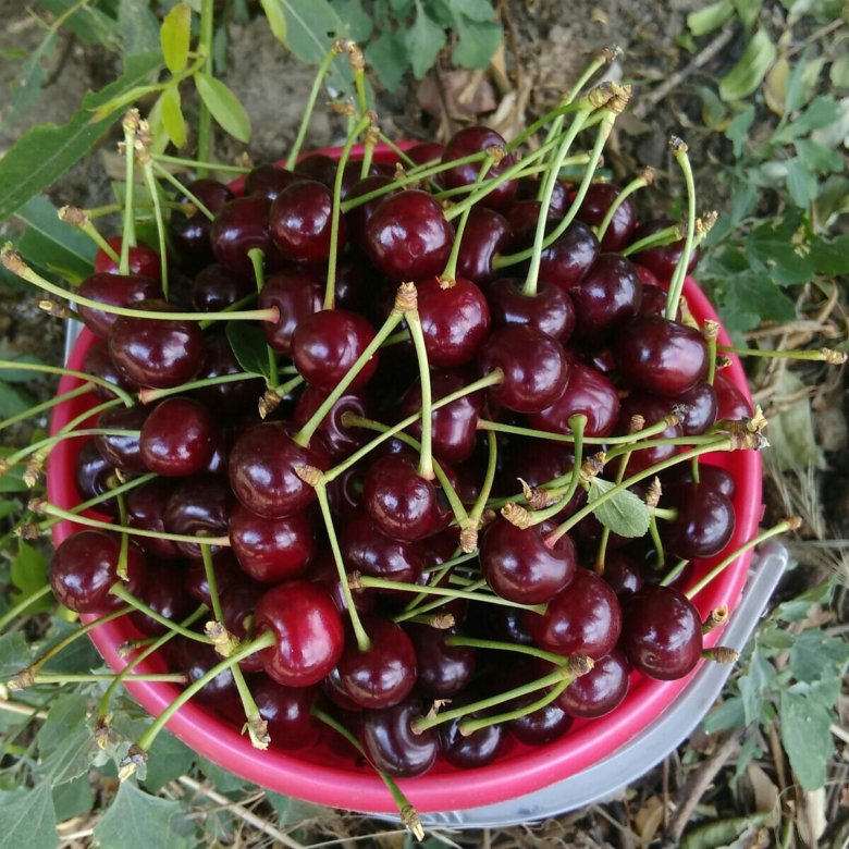 Где Купить Вишню В Нижнем Новгороде