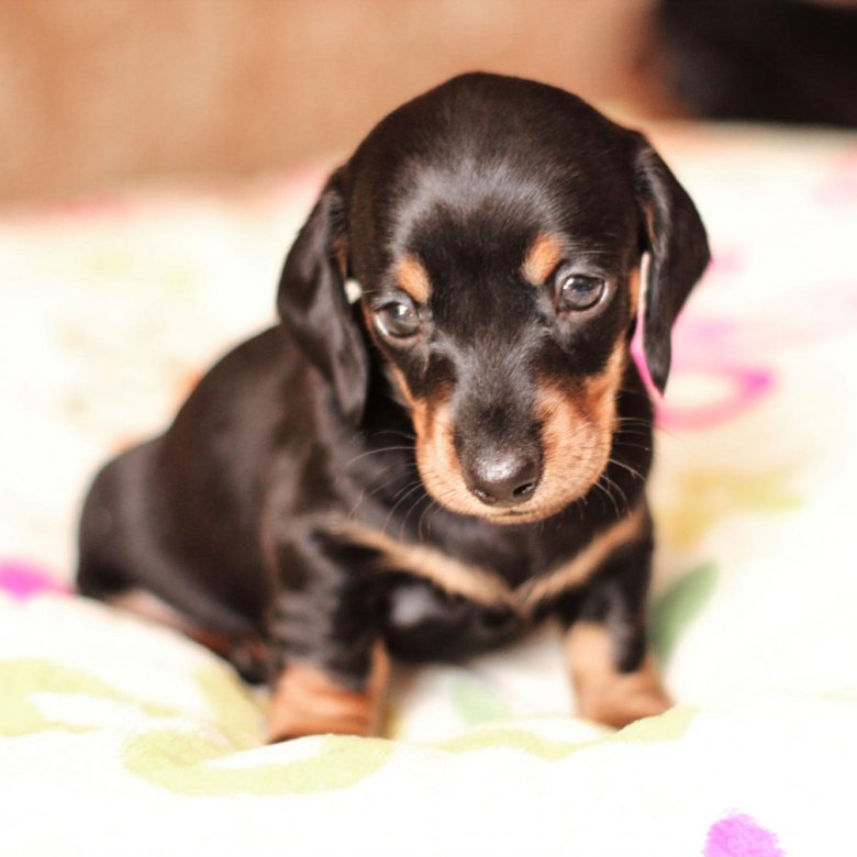 Неповторимые фото кроличьих такс во всей их красе