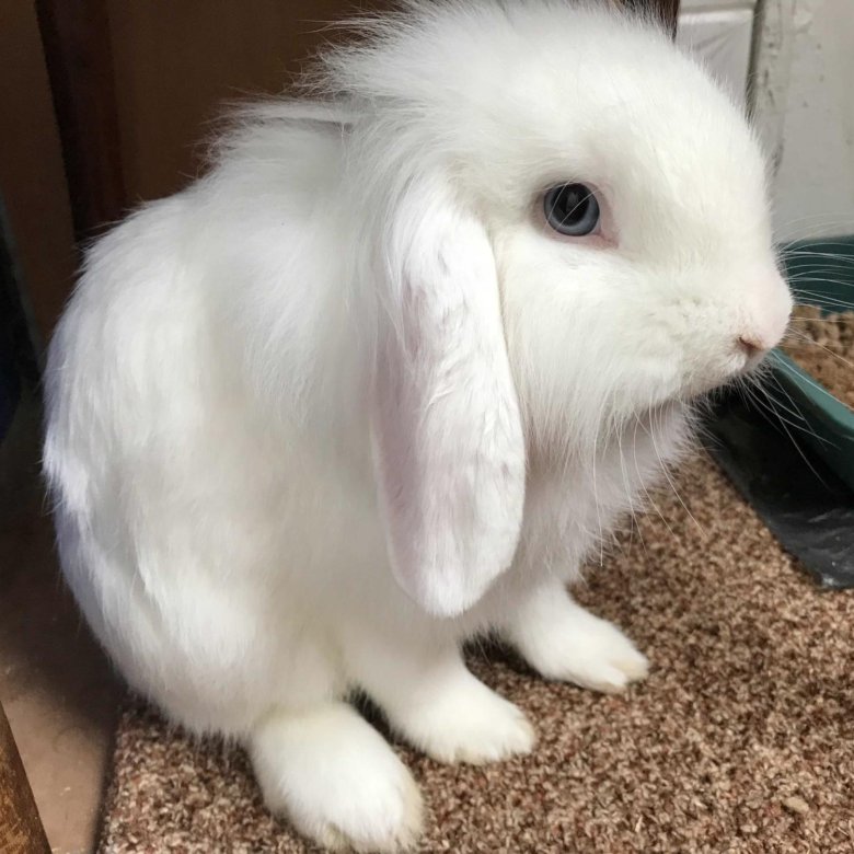 Купить Кролика Фото — Картинки фотографии