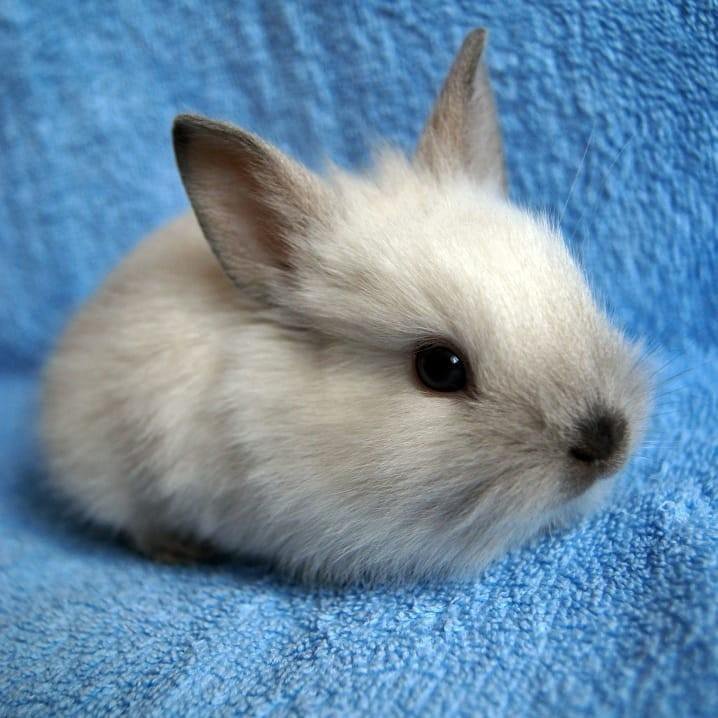 Где Можно Купить Домашних Кроликов