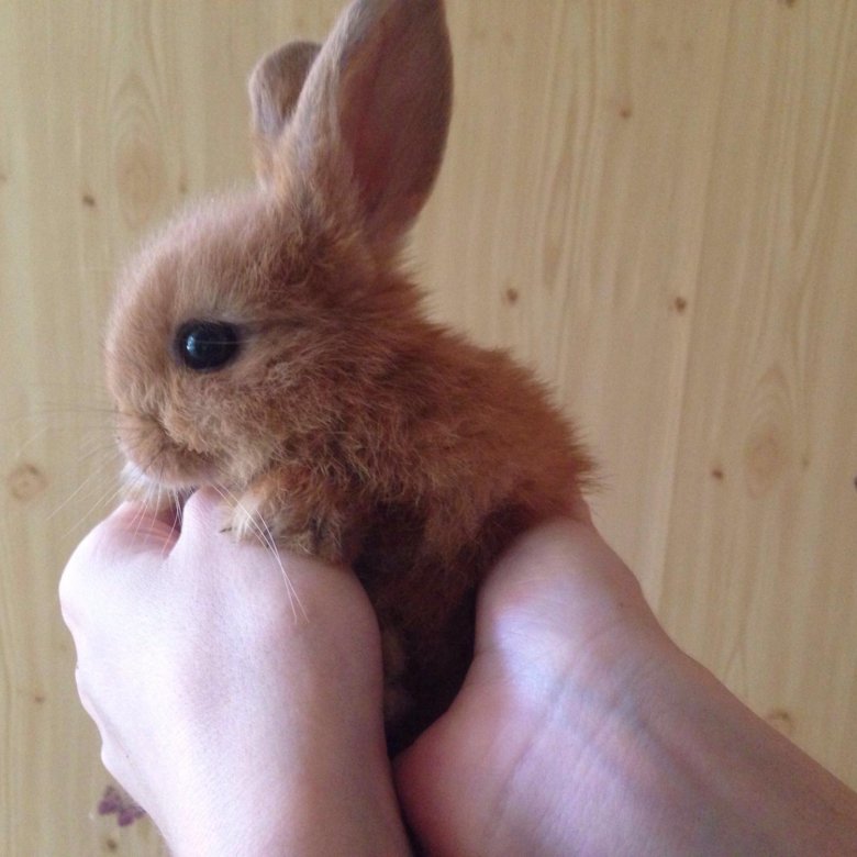 Где Купить Кролика В Новосибирске