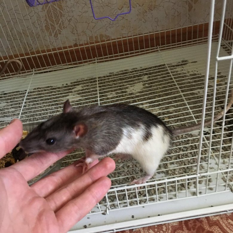 Где Купить Крысу В Самаре