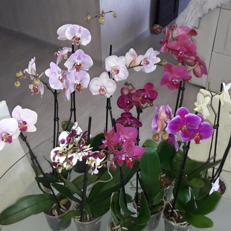Орхидеи В Челябинске Где Можно Купить