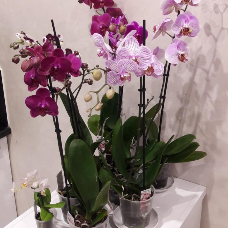 Где Купить Орхидеи В Екатеринбурге