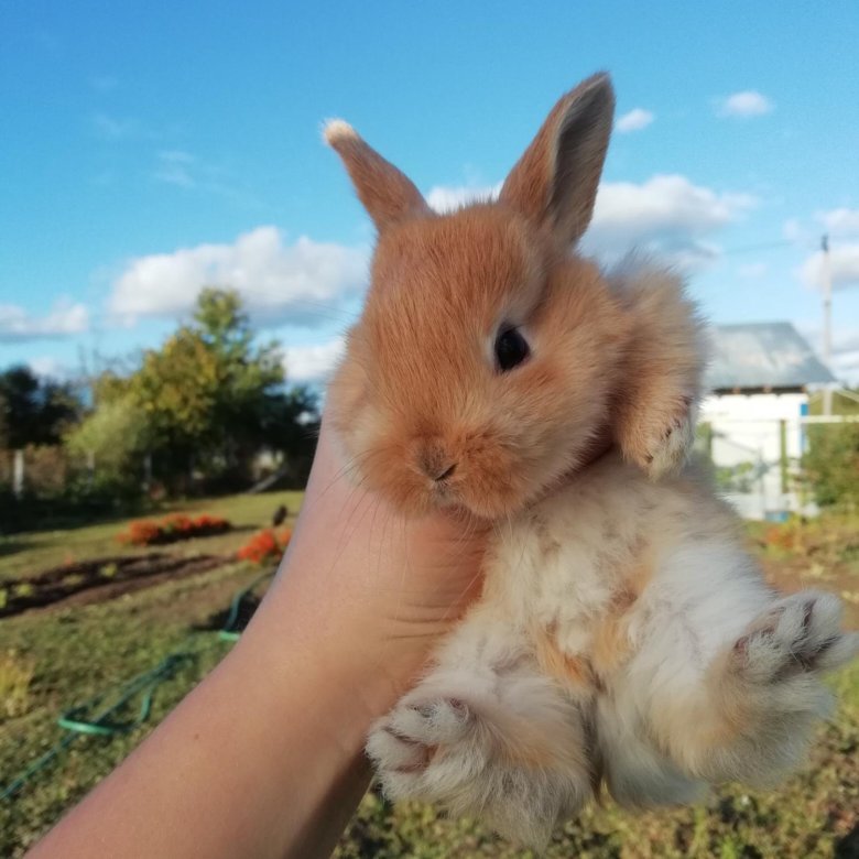 Где Недорого Купить Кроликов