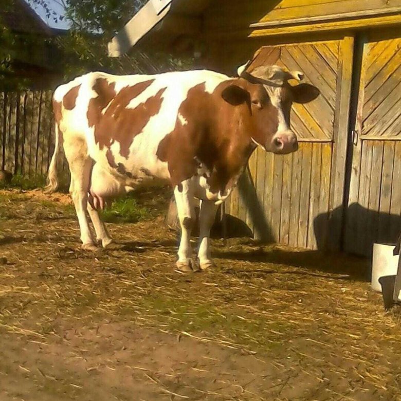 Где Купить Корову В Нижегородской Области