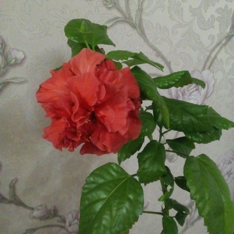 Где Можно Купить Китайскую Розу Цветок