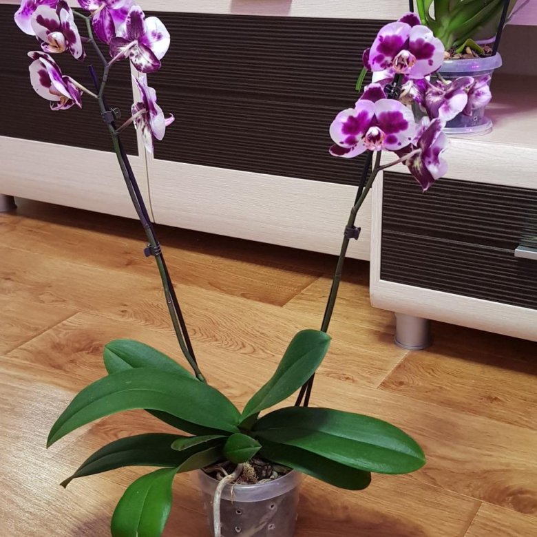 Где Купить Орхидею В Омске